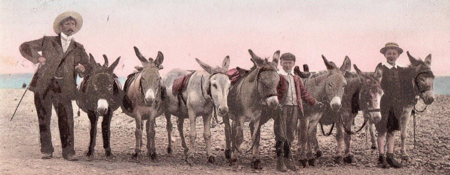 seaton donkeys.jpg